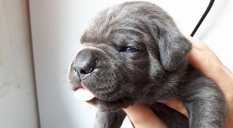 chiot Cane Corso Marie Laure Nebout